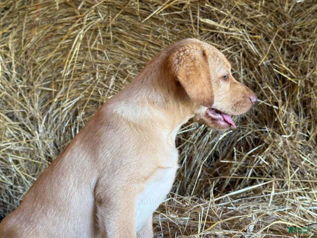 Labrador Retriever dogs for sale: Rissy - Ad 2
