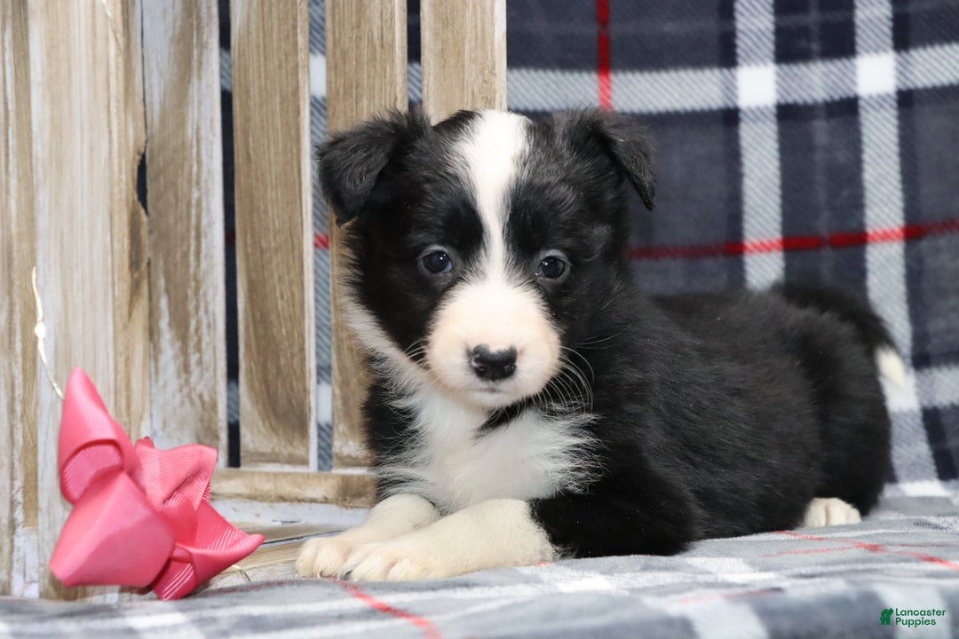 Border Collie dogs for sale:  Sadie - Ad 2