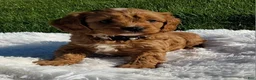 Cavapoo dogs for sale: Opal - Ad 1
