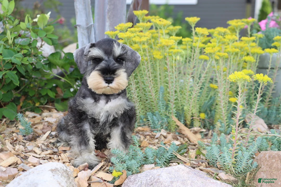 Miniature Schnauzer dogs for sale: Tucker - Ad 2