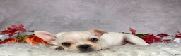 Frenchton dogs for sale: Mr. Oliver  - Ad 5