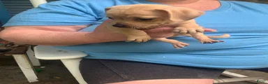 Chiweenie Puppy 3