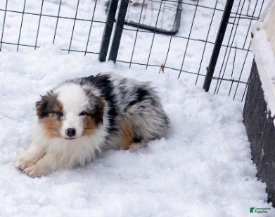 Miniature Australian Shepherd dogs Miniature Australian Shepherd Puppy 3 - Ad 16