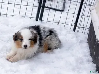 Miniature Australian Shepherd dogs Miniature Australian Shepherd Puppy 3 - Ad 16