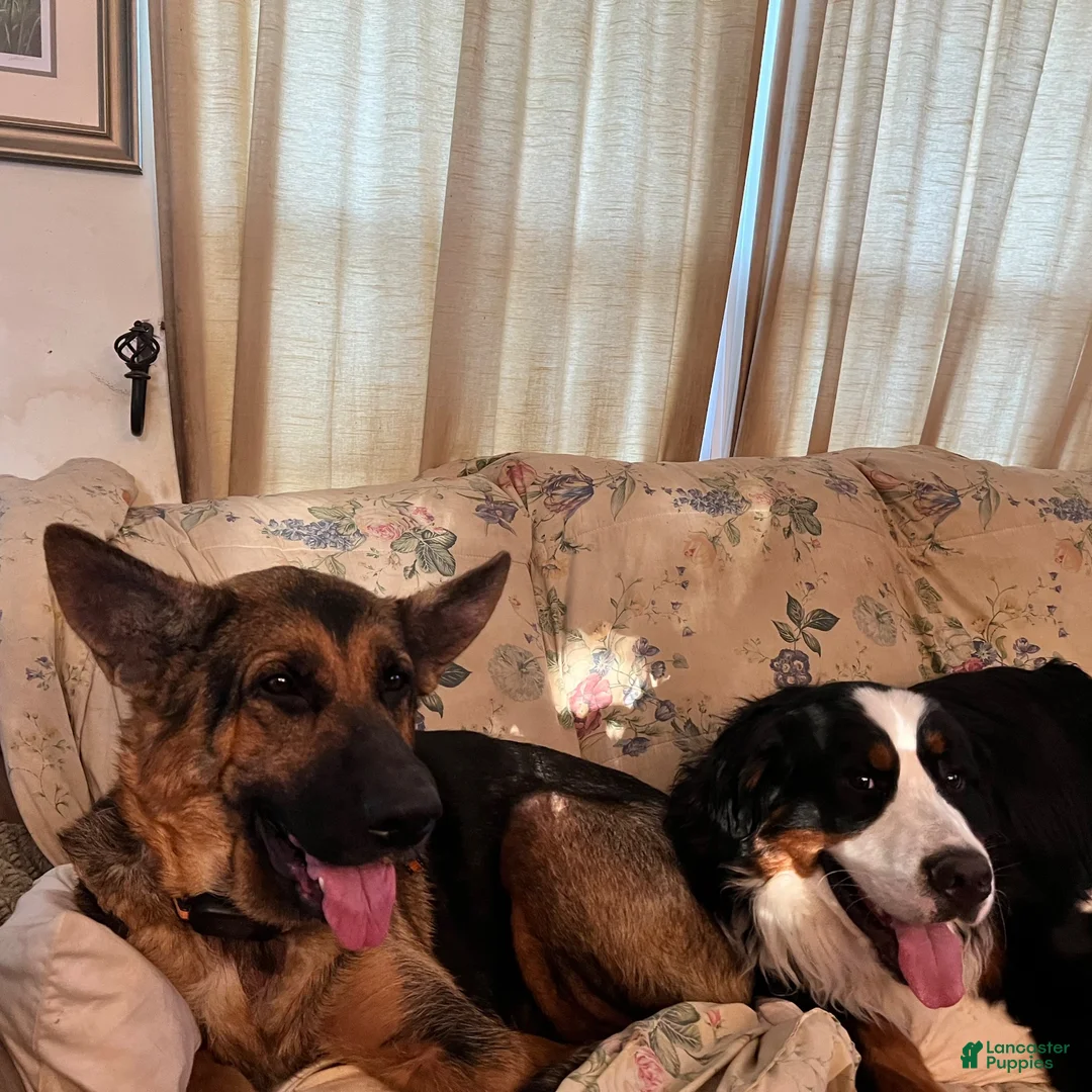 Mixed Breed dogs for sale: Mixed Breed 6 - Ad 2