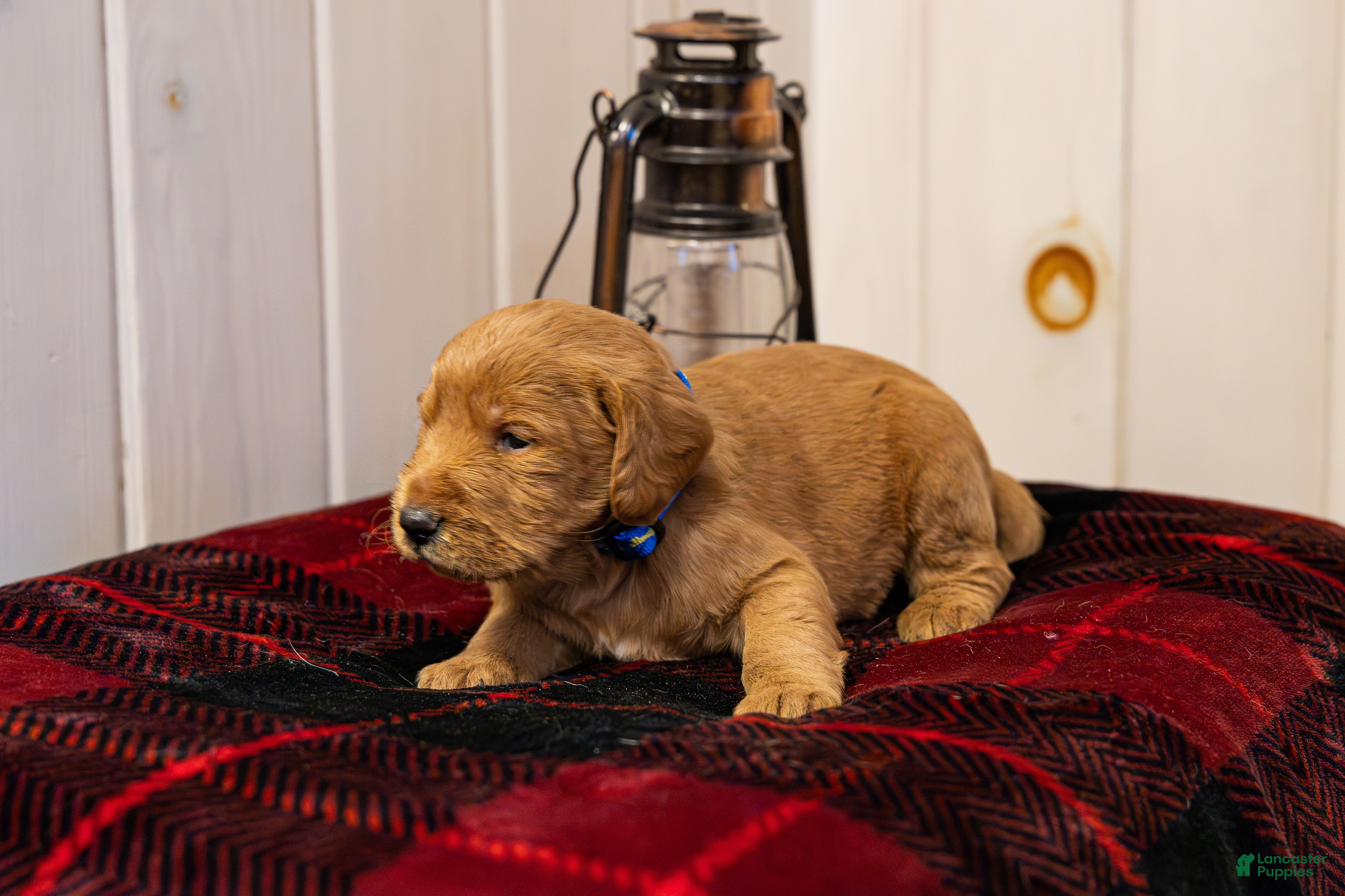 Labradoodle dogs Justice  - Ad 18