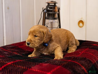 Labradoodle dogs Justice - Ad 20