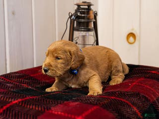 Labradoodle dogs Justice - Ad 16