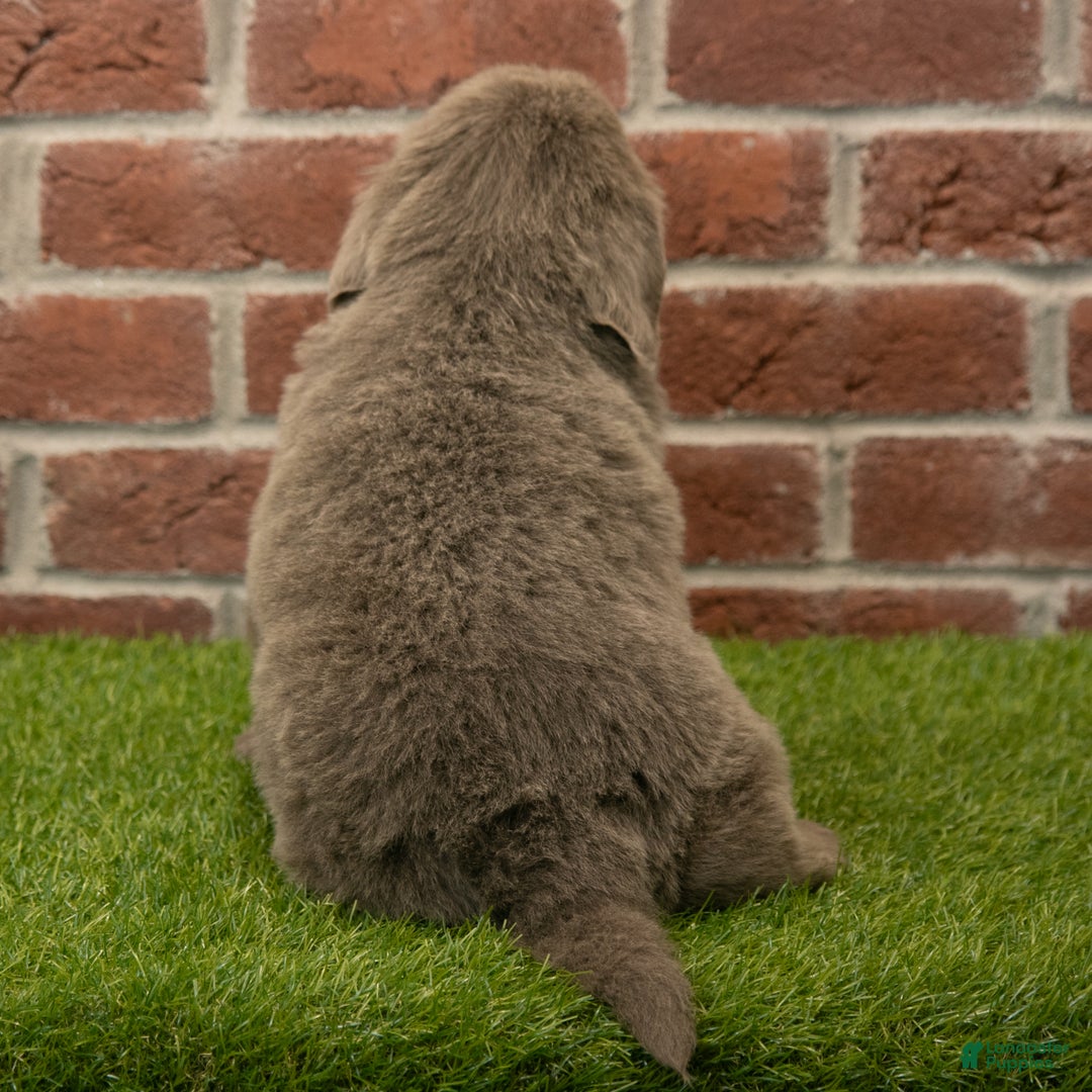 Newfoundland dogs for sale: Molly - Ad 8