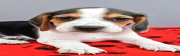 Beagle dogs for sale: Dash - Ad 5