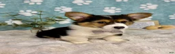 Welsh Corgi Pembroke dogs for sale: Benny - Ad 5