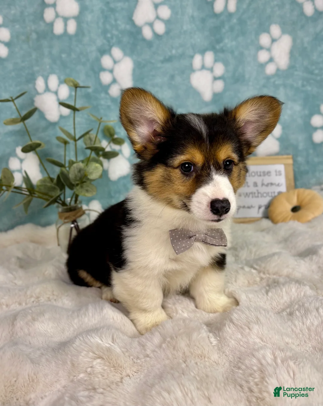 Welsh Corgi Pembroke dogs for sale: Benny - Ad 5