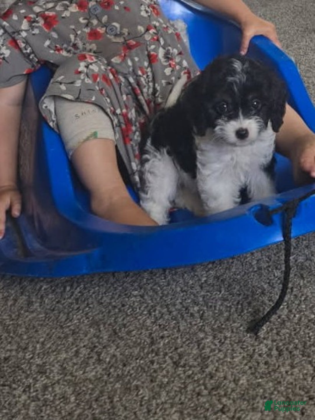 Cavapoo dogs for sale: Sasha - Ad 6