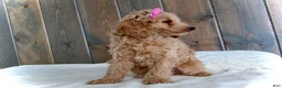 Mini Goldendoodle dogs for sale: Mindy - Ad 5
