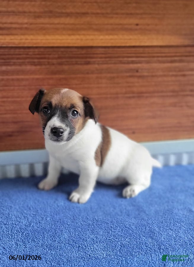 Jack Russell Terrier dogs Sophia - Ad 1