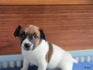 Jack Russell Terrier dogs for sale: Sophia - Ad 1