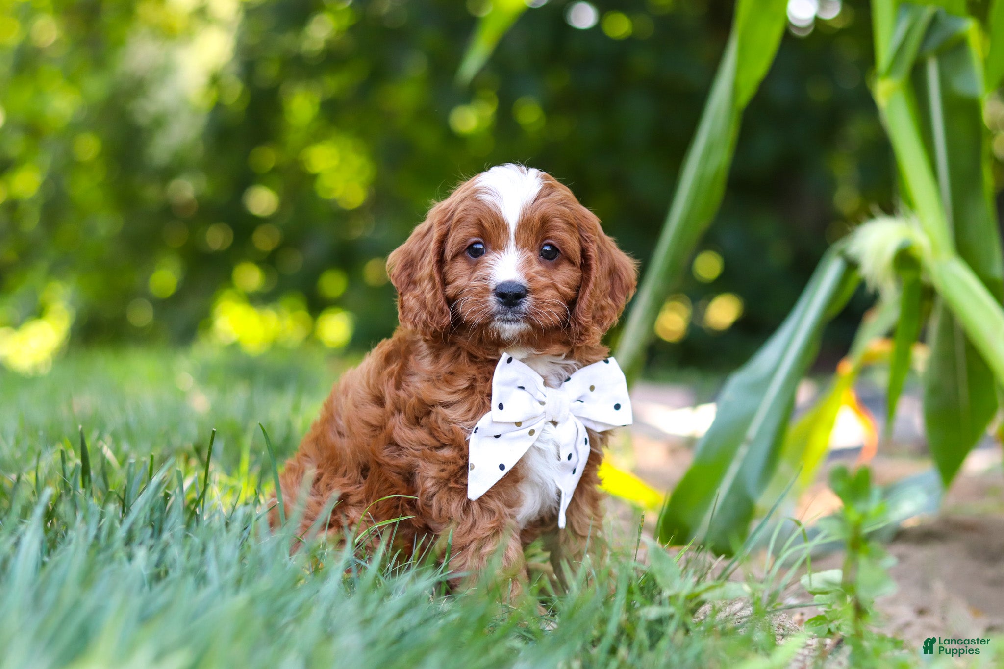 Cavapoo dogs Jayce - Ad 1