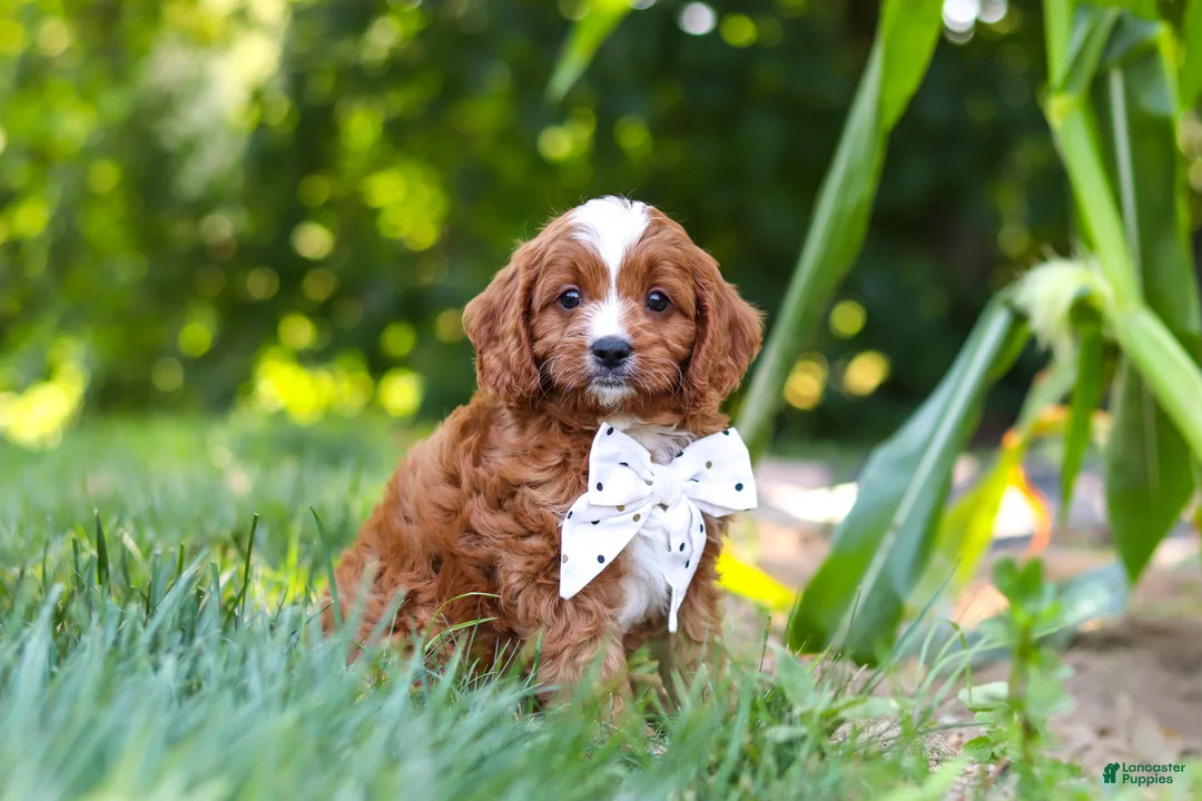 Cavapoo dogs for sale: Jayce - Ad 1