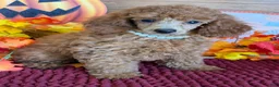Miniature Poodle dogs for sale: Lucy - Ad 1