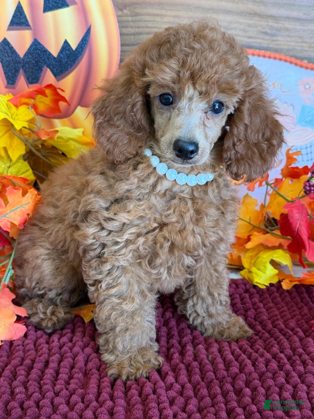 Miniature Poodle dogs for sale: Lucy - Ad 1