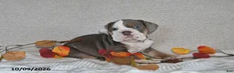 Beabull dogs for sale: Ranae - Ad 3