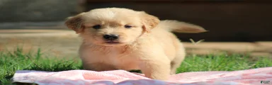 Charlie
