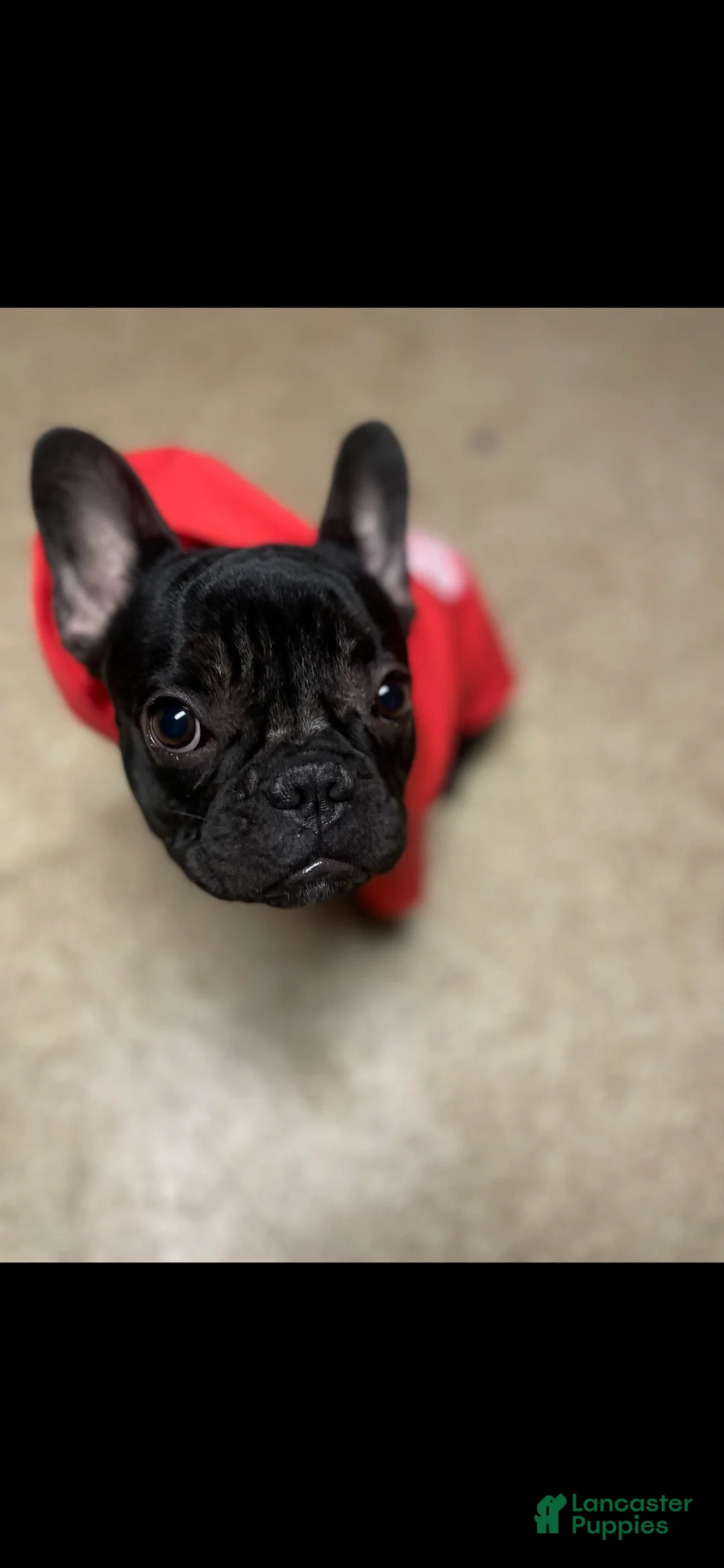 French Bulldog dogs for sale: French Bulldog Puppy 1 - Ad 2
