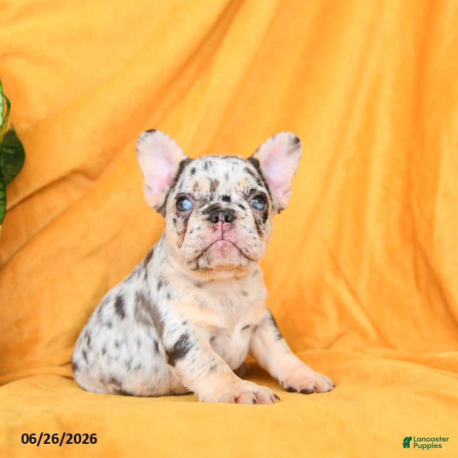 French Bulldog dogs Diamond  - Ad 1