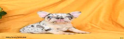 French Bulldog dogs for sale: Diamond  - Ad 6