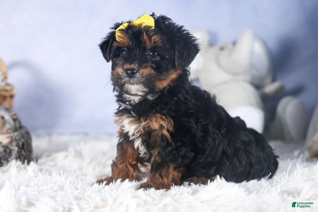 Yorkiepoo dogs for sale: JUDY - Ad 11