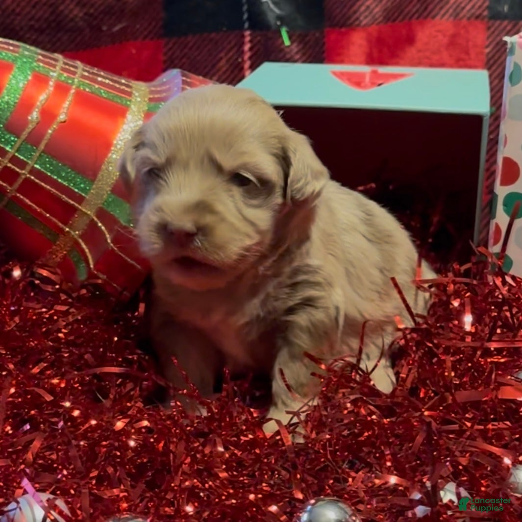 Mini Goldendoodle dogs Robin - Ad 1