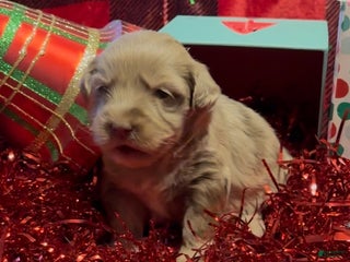 Mini Goldendoodle dogs Robin - Ad 9