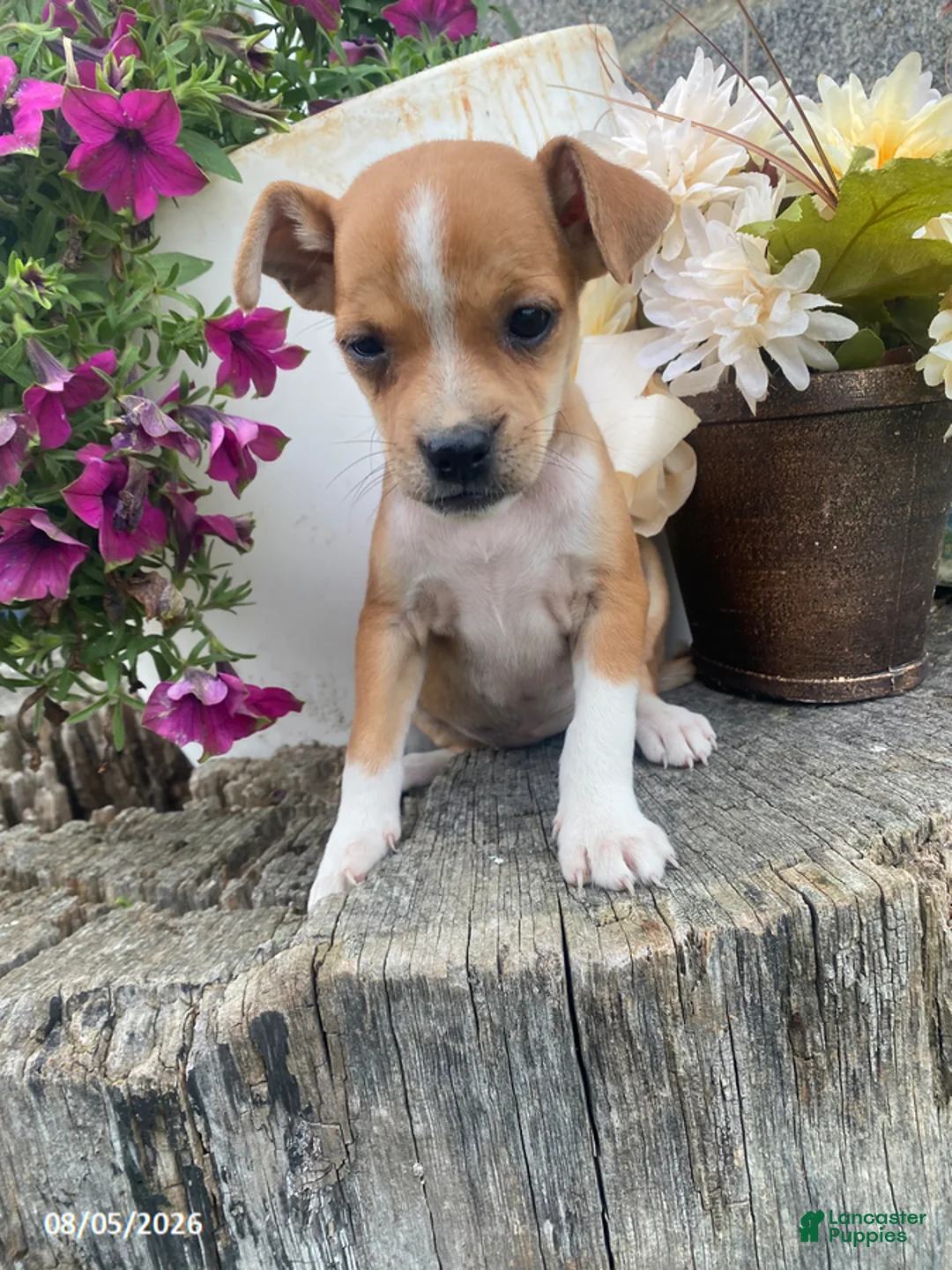 Mixed Breed dogs for sale: Lilac - Ad 1
