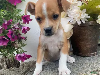 Mixed Breed dogs Lilac - Ad 7