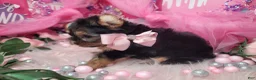 Yorkshire Terrier dogs for sale: Adorable - Ad 4