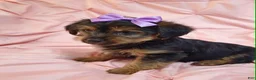 Yorkshire Terrier dogs for sale: PIXIE-POTTY AND CRATE TRAINED - Ad 4