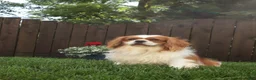 Cavalier King Charles Spaniel dogs for sale: Benjamin  - Ad 8