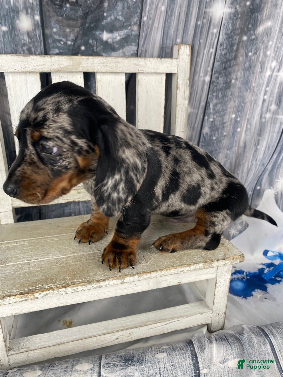 Miniature Dachshund dogs for sale: Clyde - Ad 10