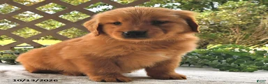 Cinnamon  