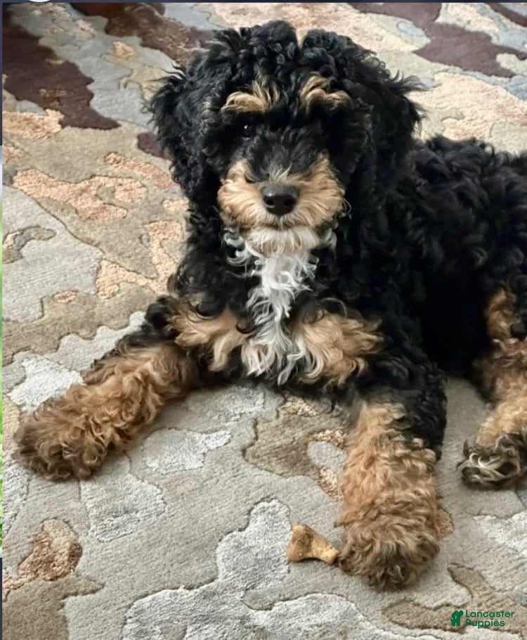 Mini Goldendoodle dogs for sale: Ms. Kida - Ad 8
