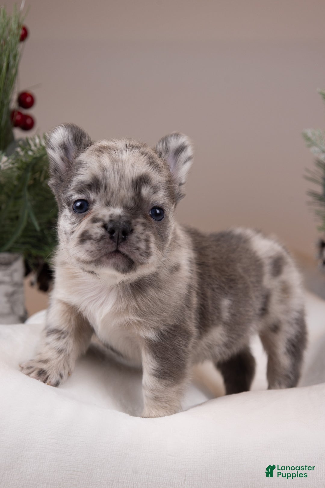 French Bulldog dogs for sale: Luigi -Fluffy Big Rope - Ad 2