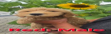 Goldendoodle Red