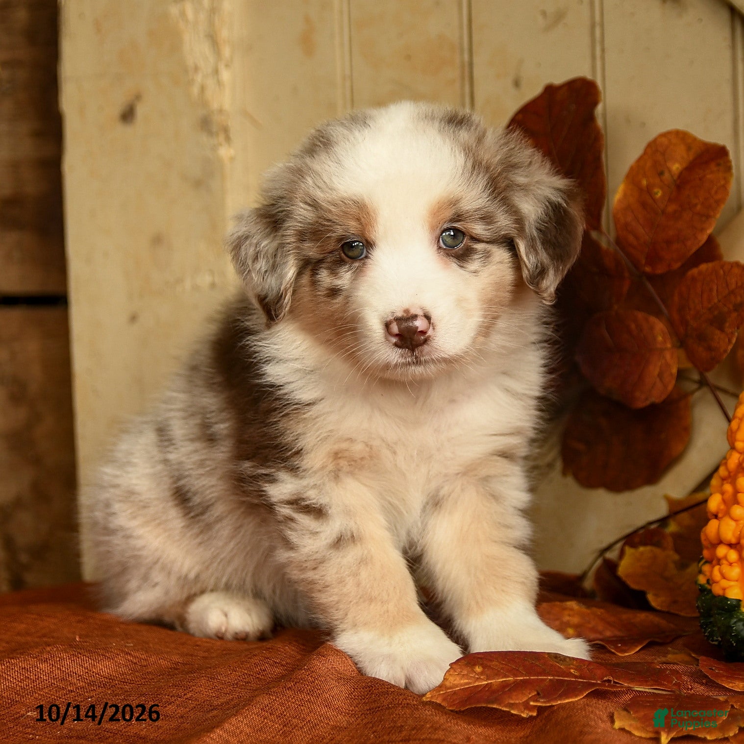 Australian Shepherd dogs for sale: Chestnut - Ad 1
