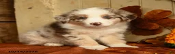 Australian Shepherd dogs for sale: Chestnut - Ad 1