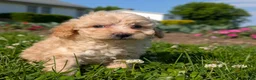 Toy Poodle dogs for sale: Butter Cream - Ad 5