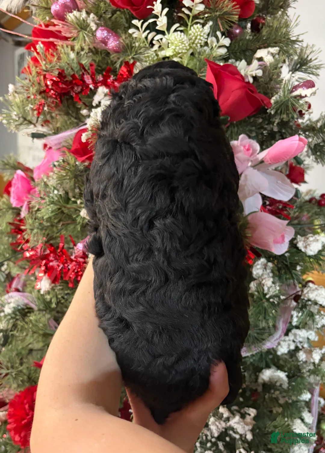 Goldendoodle dogs for sale: Goldendoodle Puppy 3 - Ad 4