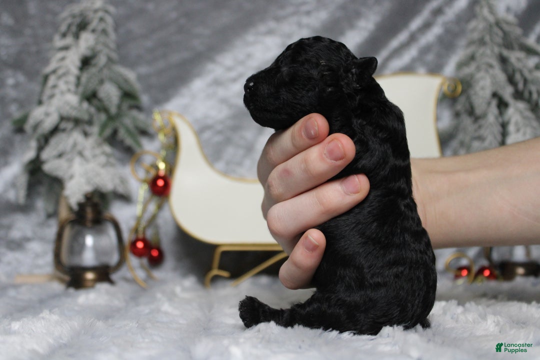 Toy Poodle dogs for sale: Onyx - Ad 11