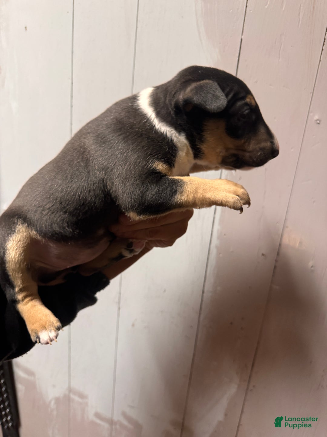 Miniature Bull Terrier dogs for sale: Bella - Ad 2