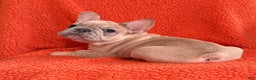 French Bulldog dogs for sale: French Bulldog Puppy 1 - Ad 2