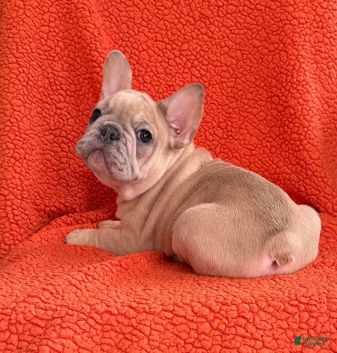 French Bulldog dogs for sale: French Bulldog Puppy 1 - Ad 2